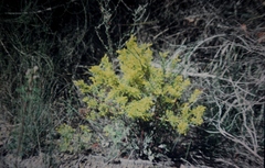 Synaphea polymorpha