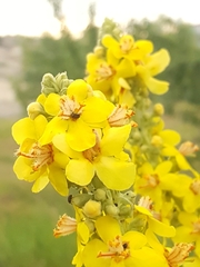 Verbascum