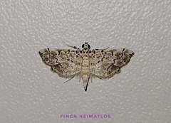Metoeca