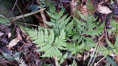 Parapolystichum microsorum