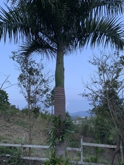 Roystonea borinquena