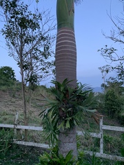 Roystonea borinquena