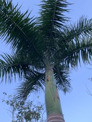 Roystonea borinquena