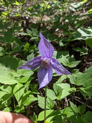 Clematis occidentalis