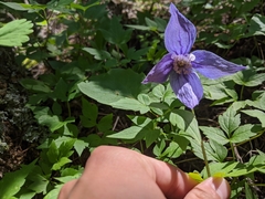 Clematis occidentalis