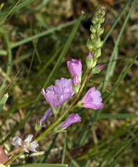Sidalcea covillei