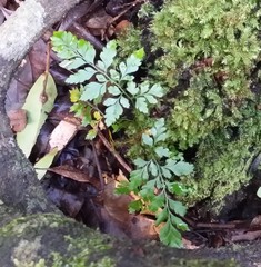 Davallia solida pyxidata
