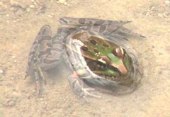Lithobates spectabilis