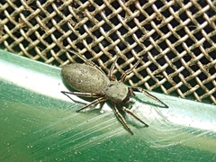 Tutelina
