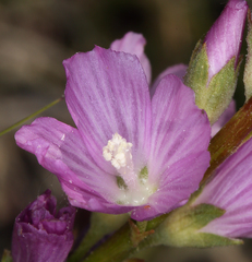 Sidalcea covillei