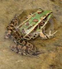 Lithobates spectabilis