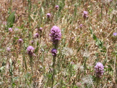Castilleja exserta
