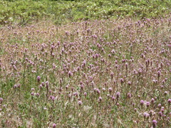 Castilleja exserta