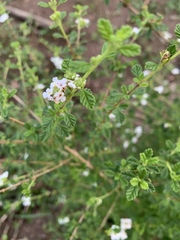 Lippia micromera