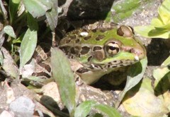 Lithobates spectabilis