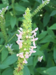 Stachys iltisii