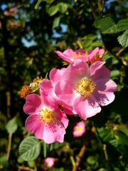Rosa rubiginosa