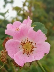 Rosa rubiginosa