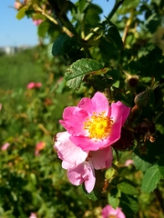 Rosa rubiginosa