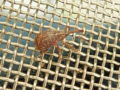 Anthonomus quadrigibbus