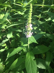 Stachys iltisii