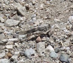 Trimerotropis californica