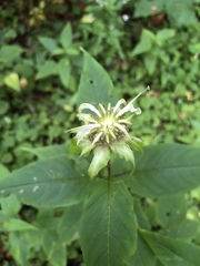 Monarda clinopodia