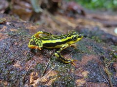 Atelopus elegans