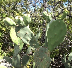 Opuntia keyensis