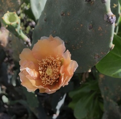 Opuntia keyensis
