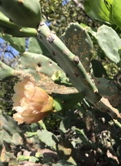 Opuntia keyensis