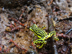 Atelopus elegans
