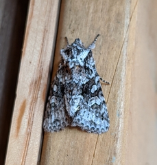Lacinipolia cuneata