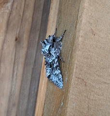Lacinipolia cuneata