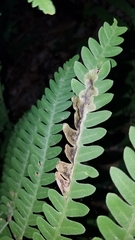 Chirosia filicis