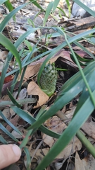 Macrozamia fawcettii