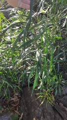 Macrozamia fawcettii