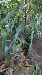 Macrozamia fawcettii