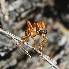 Saropogon luteus