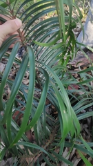 Macrozamia fawcettii