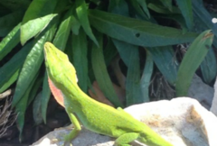 Anolis carolinensis