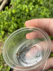 Argia tibialis