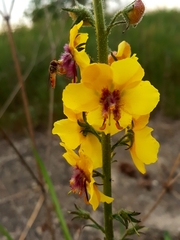 Verbascum