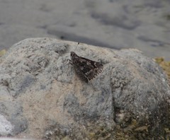 Codatractus bryaxis