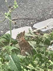 Sylvilagus floridanus