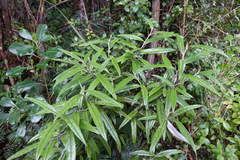 Corokia buddleioides