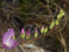 Sidalcea covillei