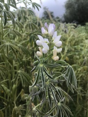 Lupinus albus