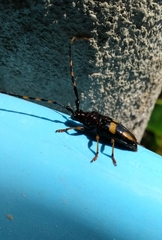 Dendrobias mandibularis