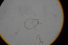 Euglypha